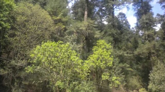 Bosques en Magdalena Contreras