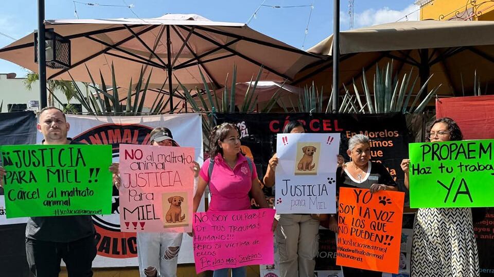 Perrita Miel: el indignante caso de crueldad animal que sacudió a Cuernavaca y México