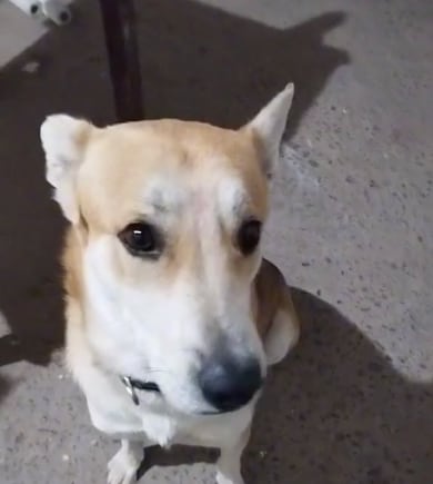 El perro cejón