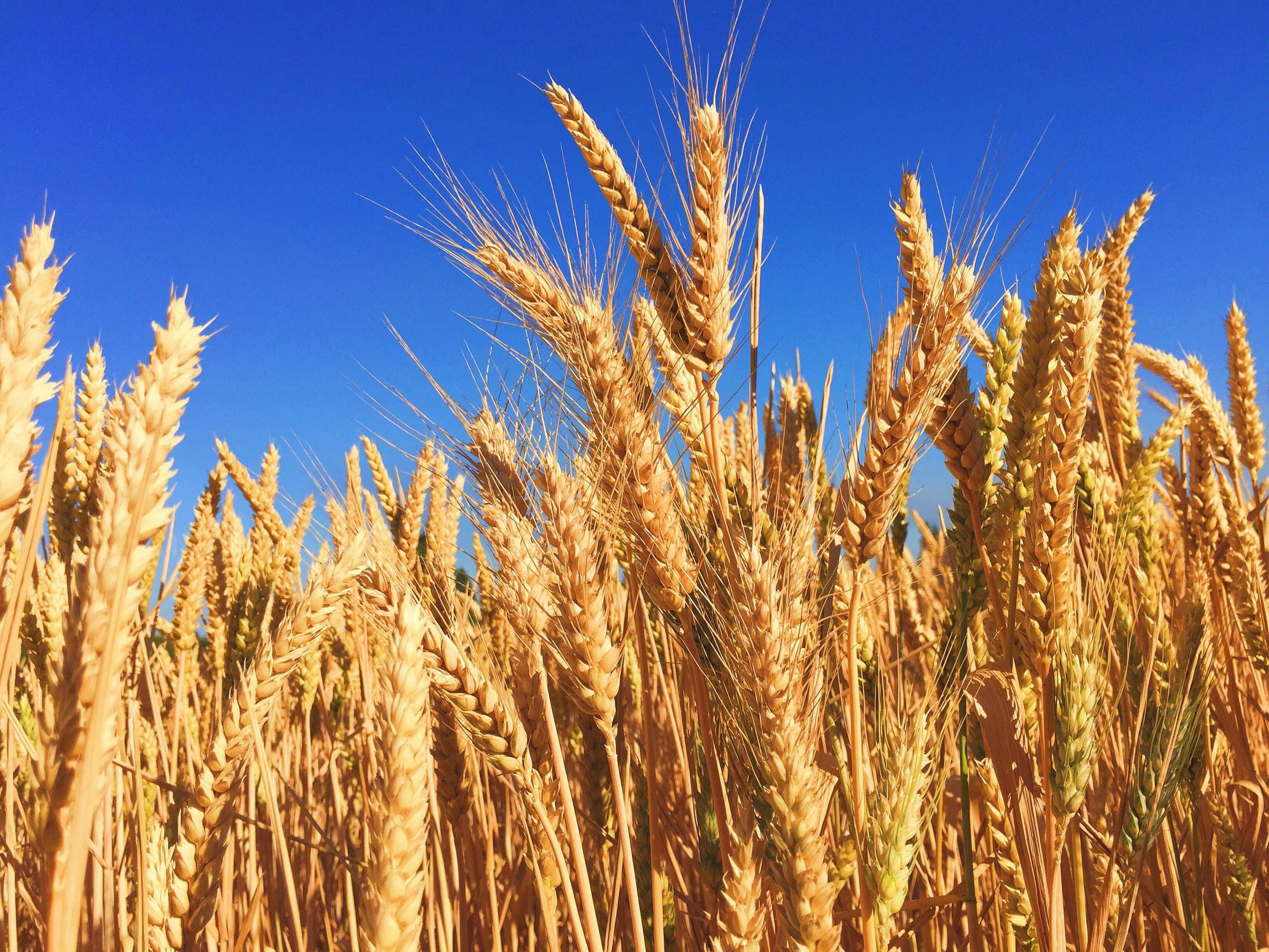 Este 7 de marzo es el Día Mundial de los Cereales