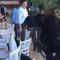 Nuevo León: Oso irrumpe en banquete de un hotel y arrasa con la comida