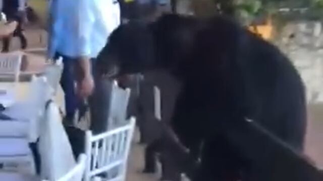 Oso irrumpe banquete de un hotel de Nuevo León