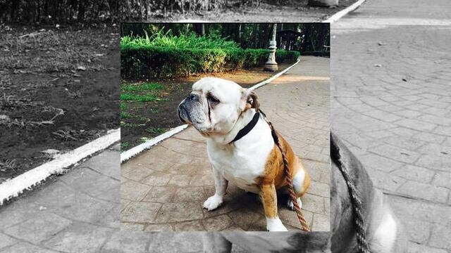 Residentes de la Colonia Condesa han sufrido del envenenamiento y secuestro de sus mascotas en fechas recientes.