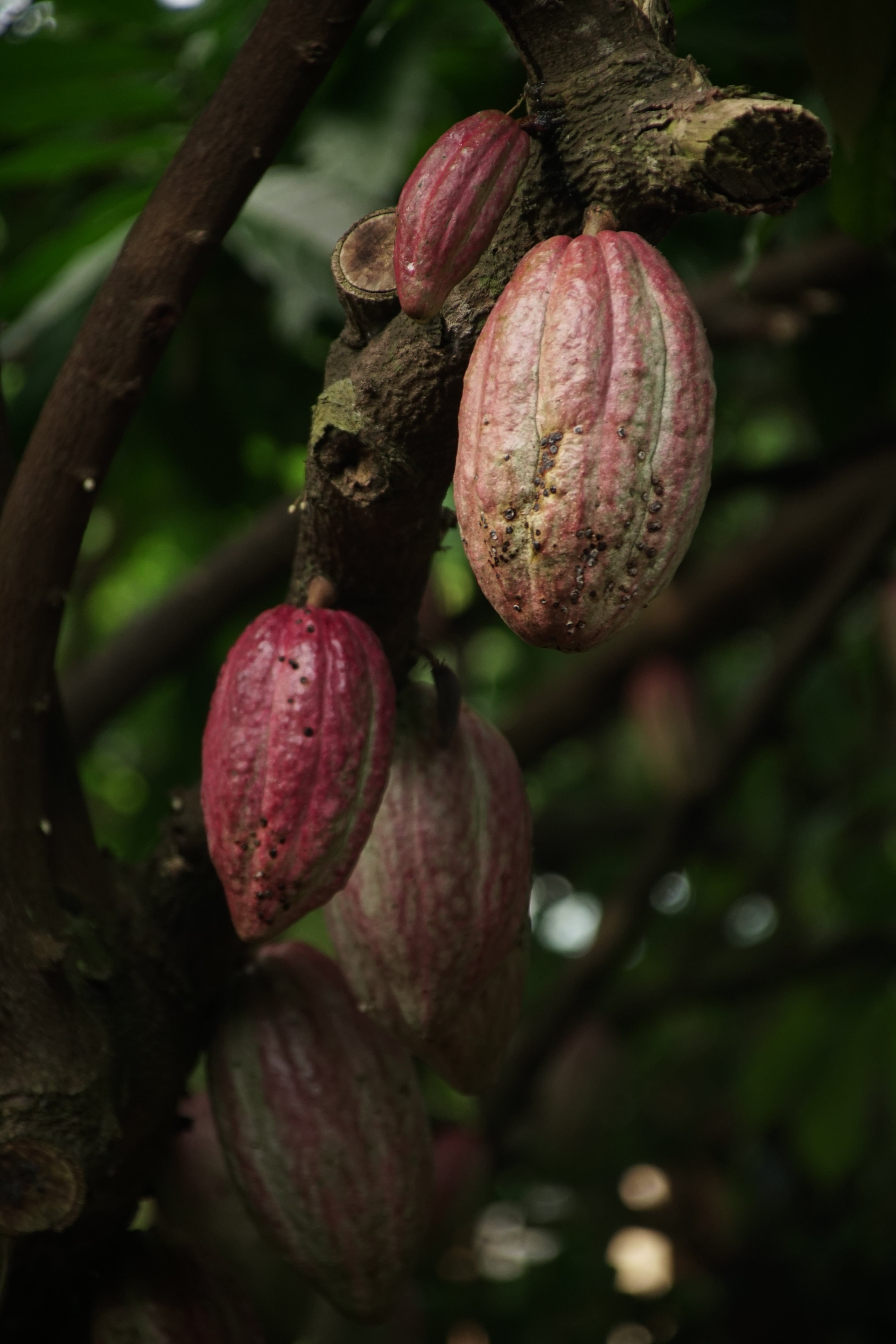 Este 7 de julio es el Día Mundial del Cacao