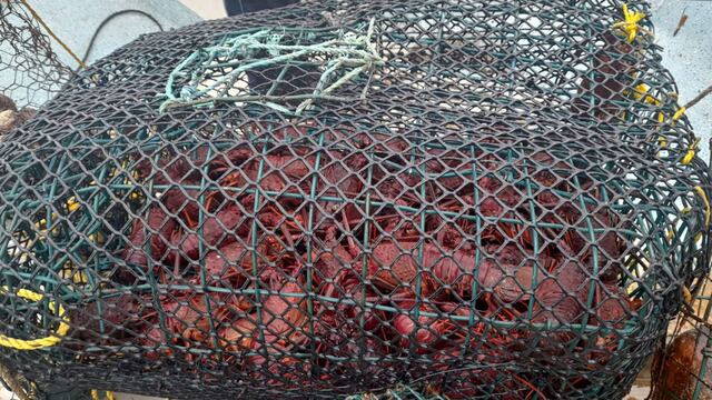 Rescate de langostas rojas en el mar de Ensenada Baja California