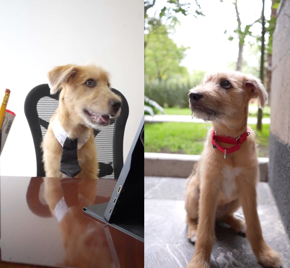 Palacio Nacional adopta a “Rollo”
