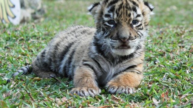 Tigre 'Covid'