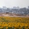Guerra entre Israel y Hamás en Gaza hoy 31 de mayo: Israel acepta incursión al centro de Rafah; Conflicto podría durar hasta finales de 2024 y más