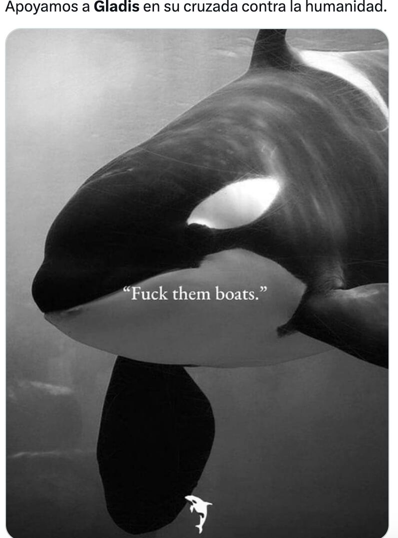 Memes de Gladis, la orca asesina