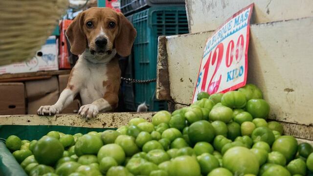 Perros en la CDMX