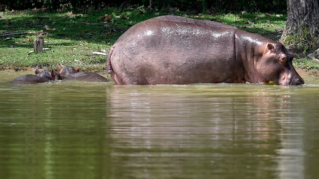 Hipopótamos de Pablo Escobar son reconocidos como ‘personas jurídicas’