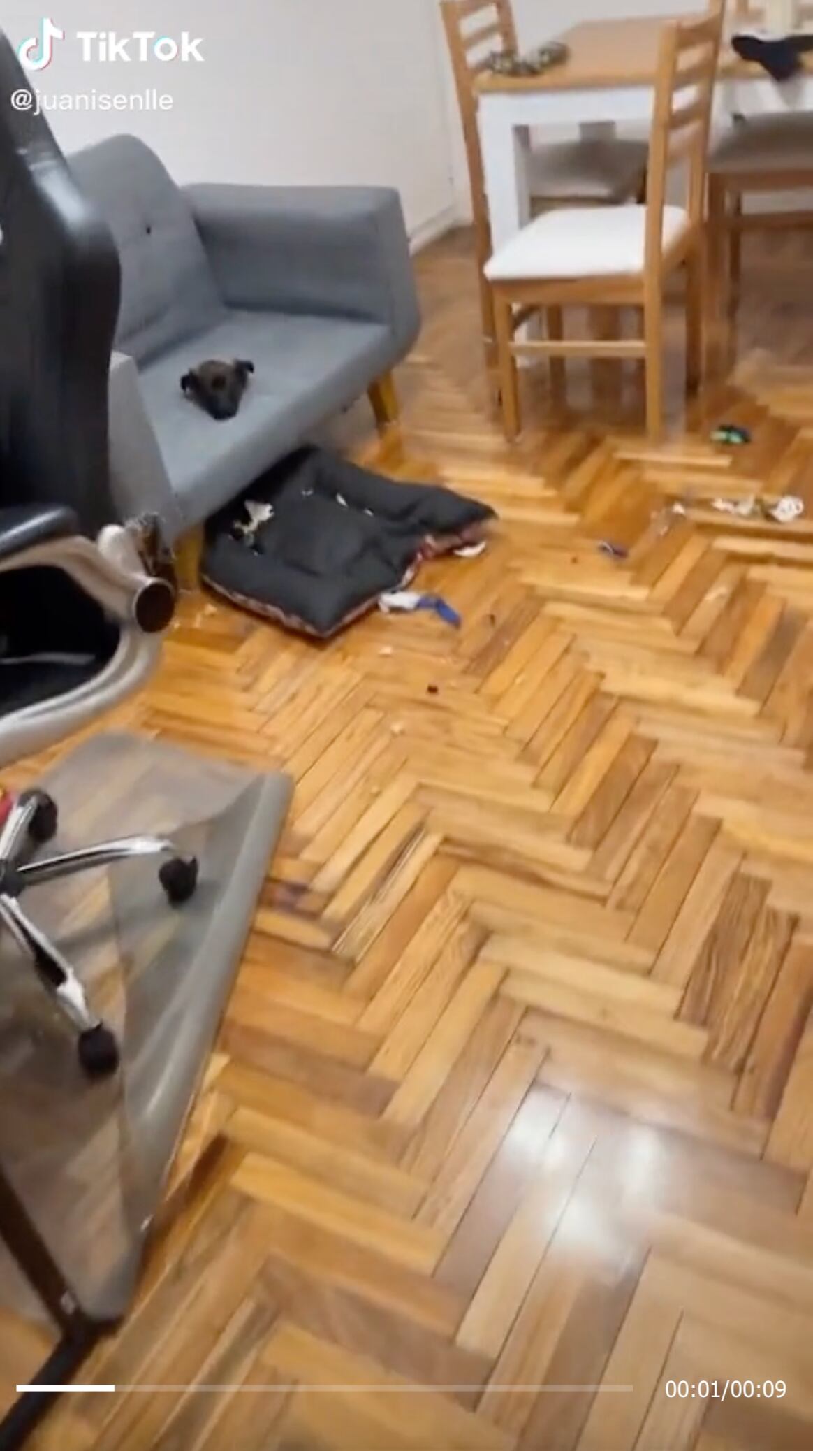 VIDEO: ¿Cómo terminó así? TikTok se pregunta al ver a perro atrapado dentro de sillón