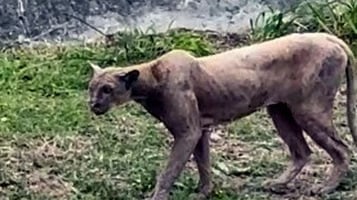 Video de un puma en calles de Monterrey, cazando a un gato genera alerta en la población