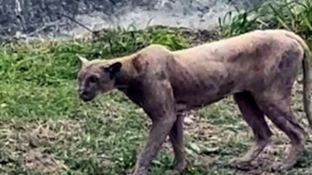 Video de un puma en calles de Monterrey