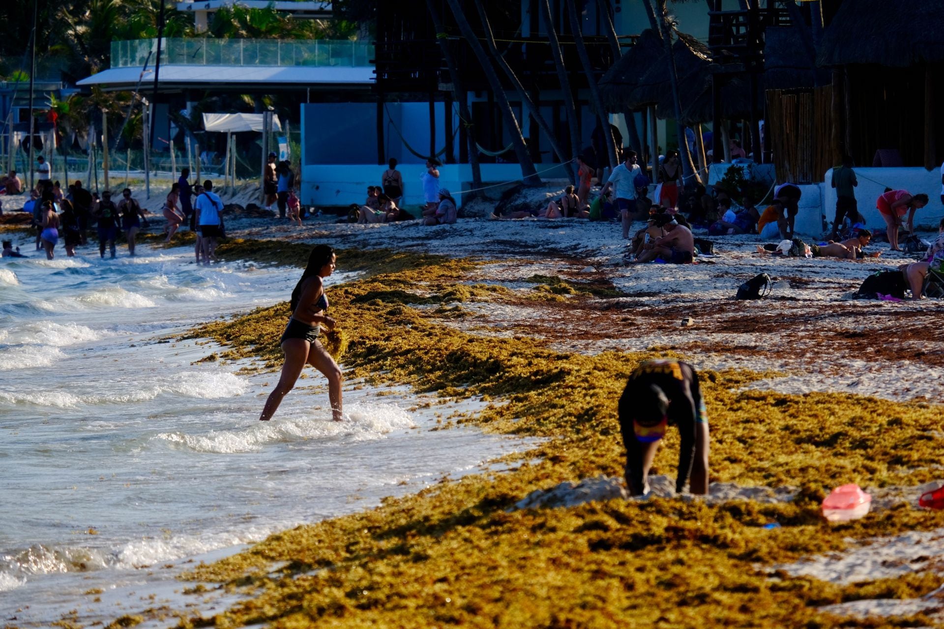 Sargazo en Cancún, Quintana Roo