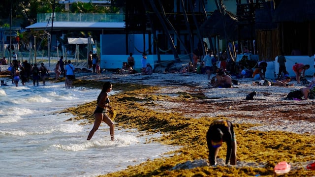 Sargazo en Cancún, Quintana Roo