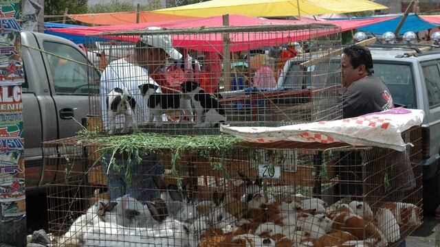 Venta animales tianguis