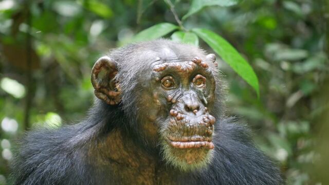Confirman casos de lepra en chimpancés salvajes