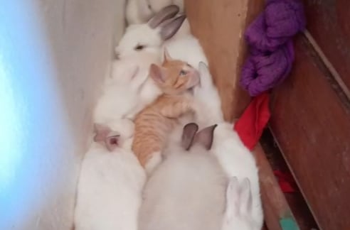 Gatito se cría entre conejos y ahora come lechuga