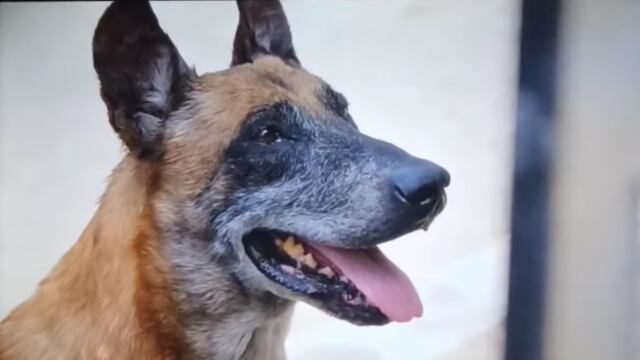 Perro pidió milagro en La Rosa de Guadalupe