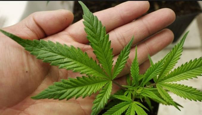 Marihuana