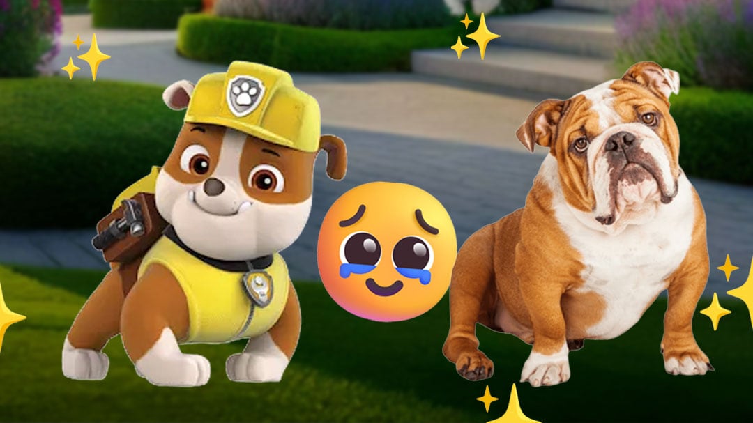 ¿Cuántos años vive un bulldog inglés como Rubble, el cachorro favorito de Paw Patrol?