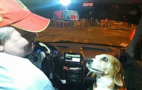 Perrita taxista