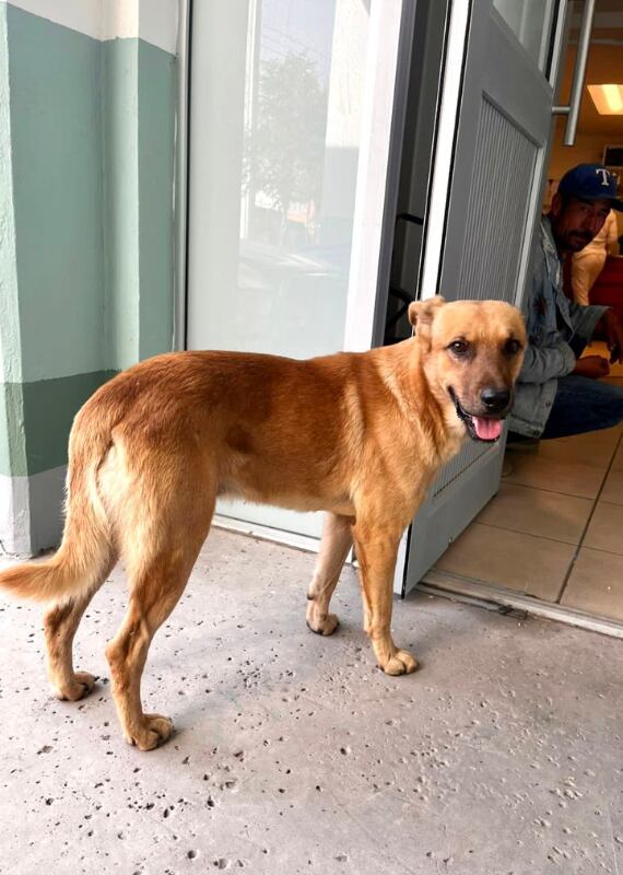 Perro 'Palomo', encontró a su dueño desaparecido