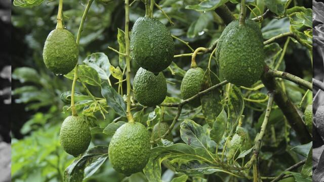 Lo investigadores además del aguacate, se experimentó con el plátano, guanábana y el mango, los cuales sometieron a pruebas para ayudar a las regiones que producen estos frutos en el futuro.
 