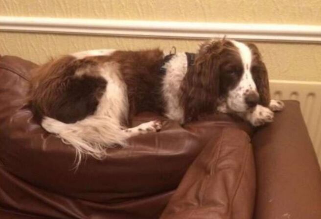 Familia se turna para dormir con Spike