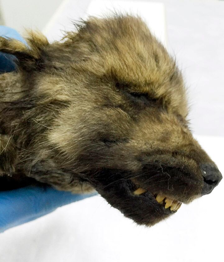No se ha podido determinar la especie del cachorro