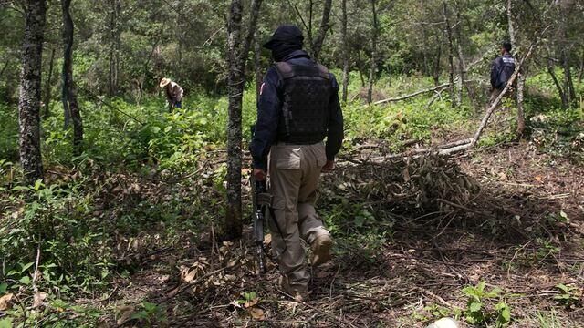 Destruyen cultivo ilegal de aguacate