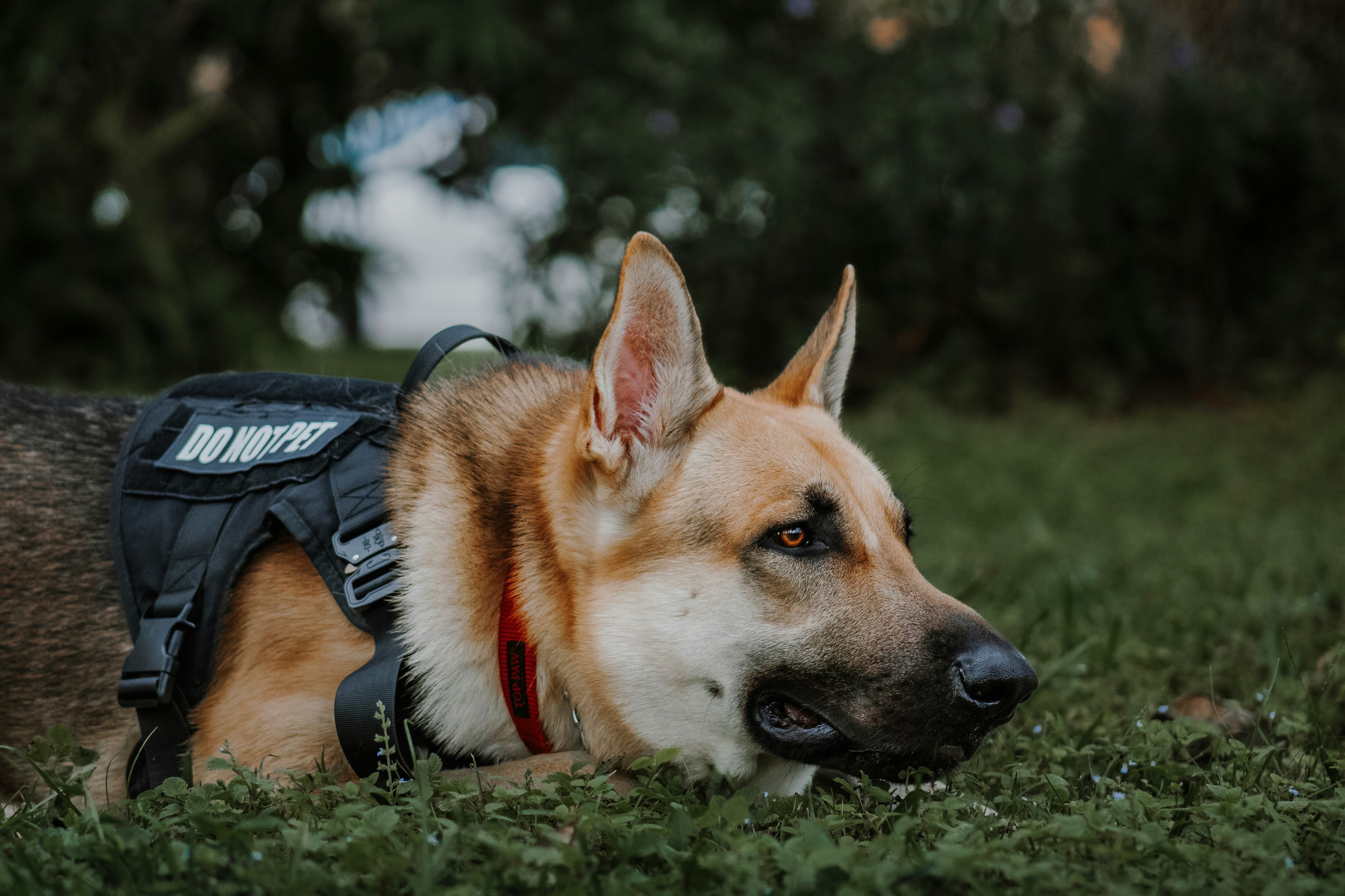 Este 21 de enero es el Día mundial del Perro de Trabajo