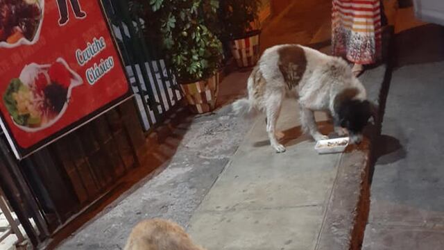 Ajilalo alimentó a los perros de la calle