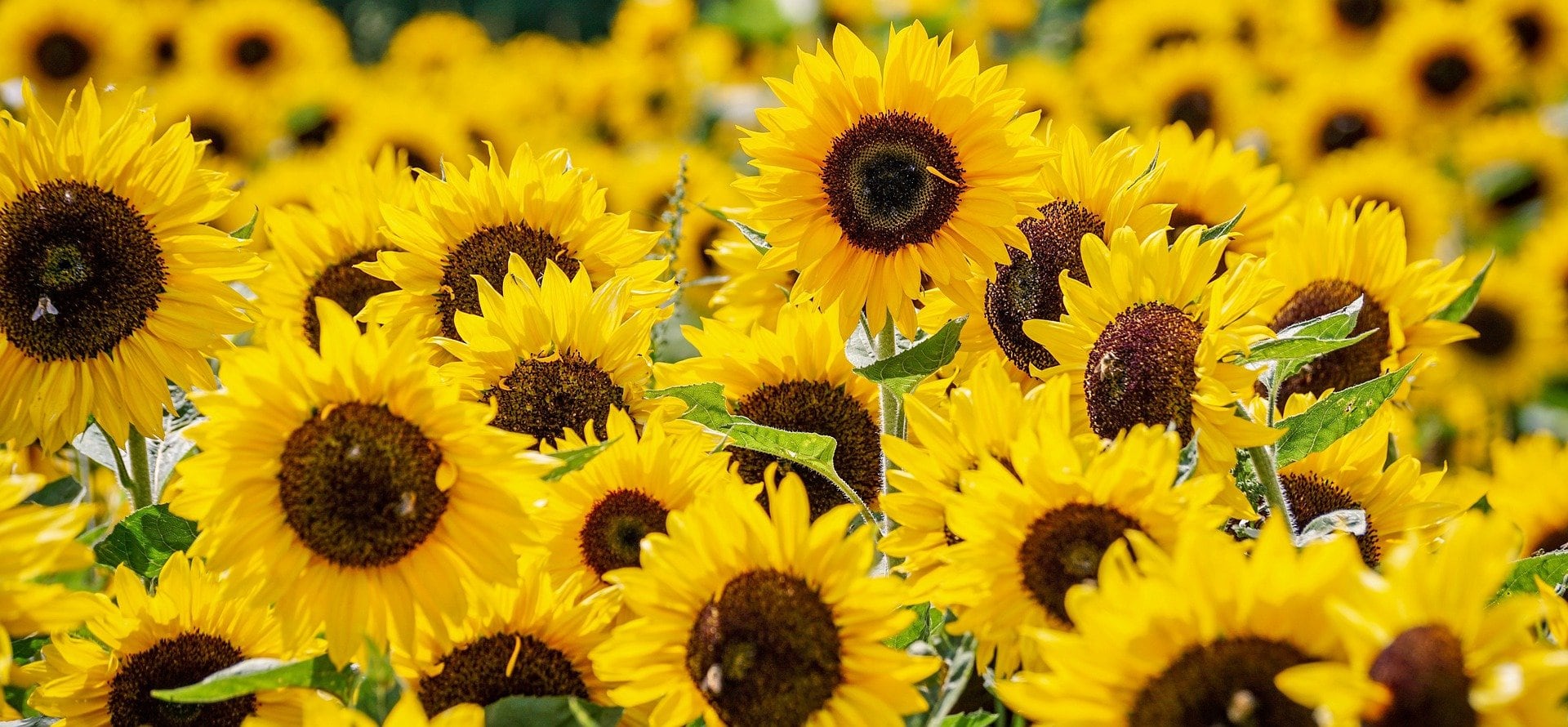 Girasoles