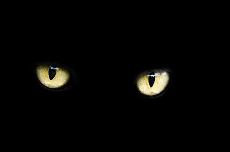 Un gato negro representa la mala suerte