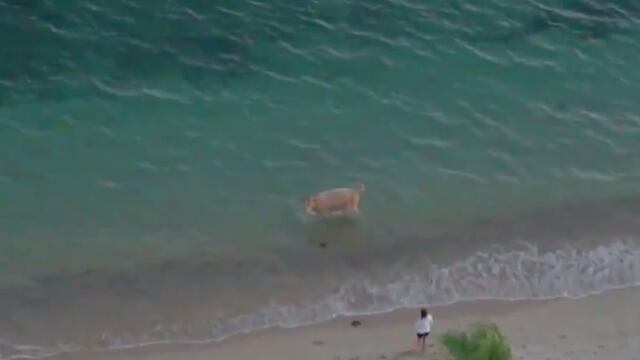 Vaca se refresca en playa de Sonora
