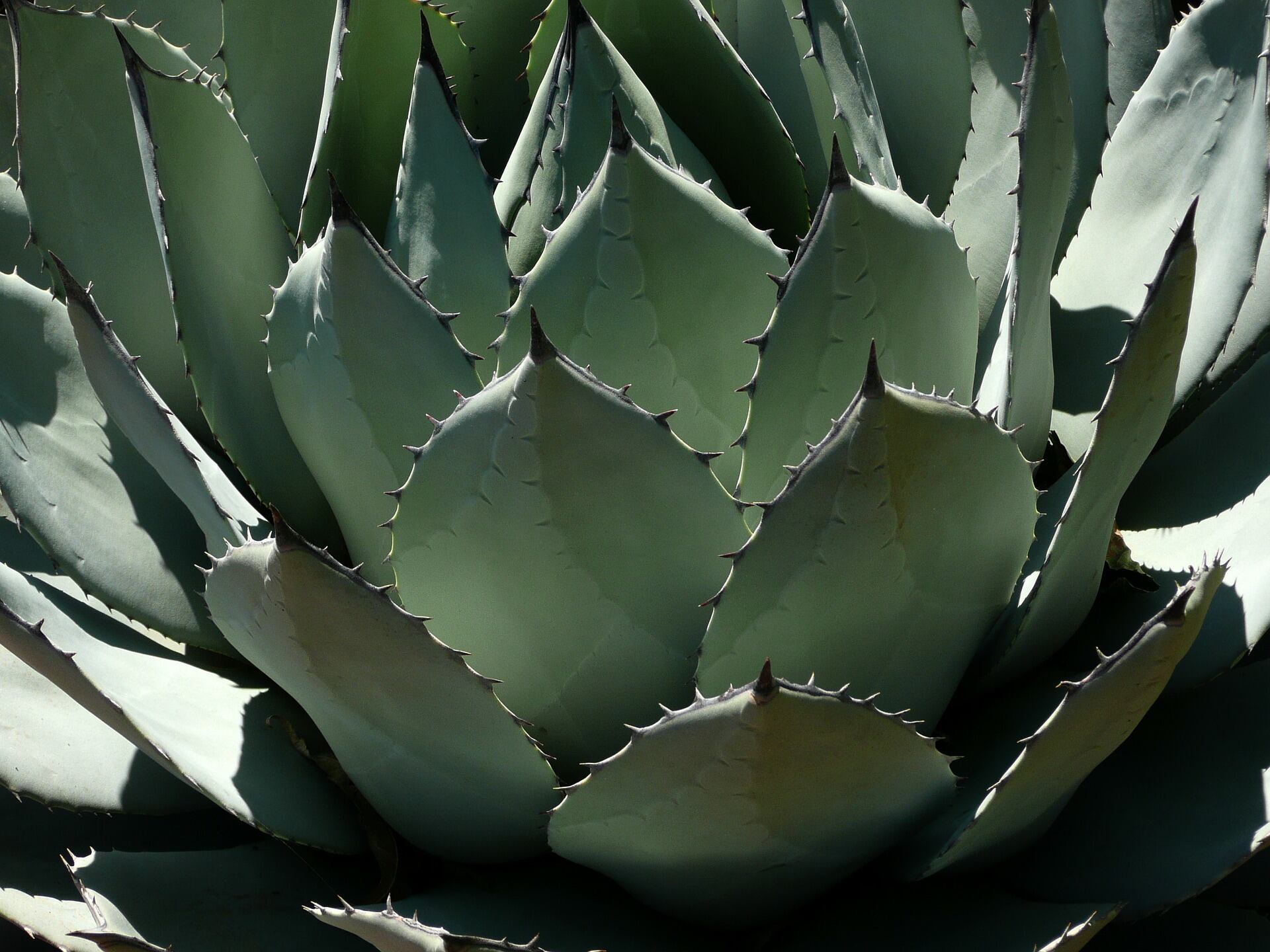 Las agavinas son unas sustancias presentes en el agave que ayudan a combatir los síntomas de la colitis
