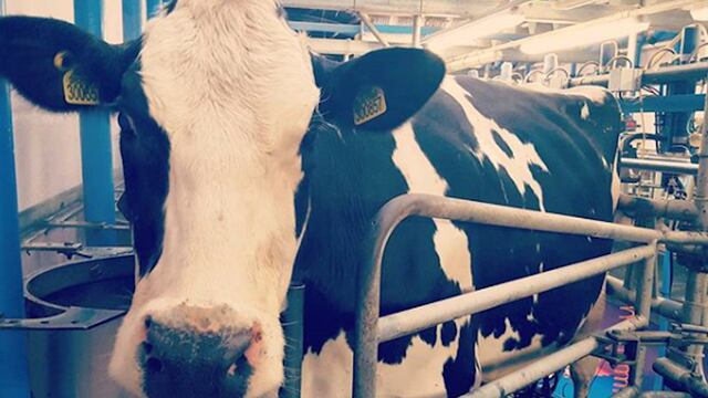 The Royal Cornwall Show.