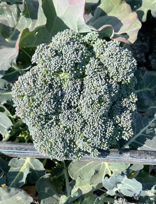 ¿El brócoli florecido es apto para consumo?