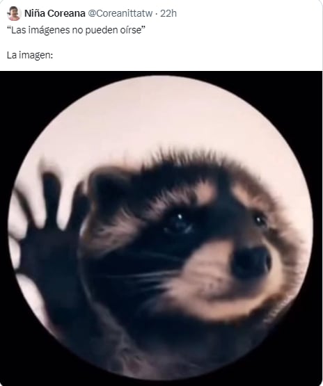 Memes del mapache "Pedro, Pedro"