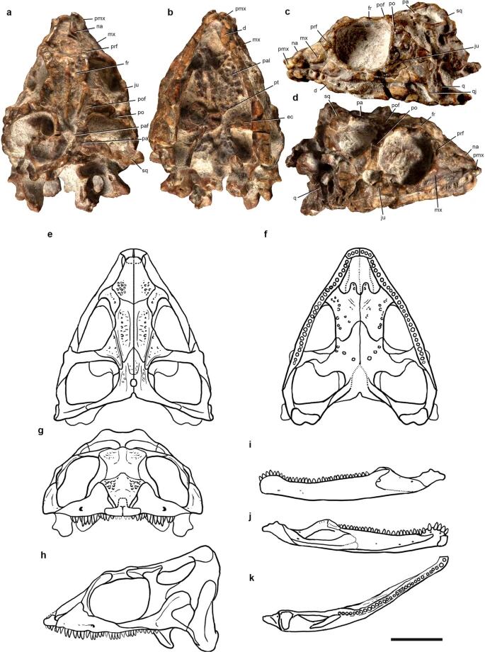 Fósiles del 'Taytalura alcoberi'