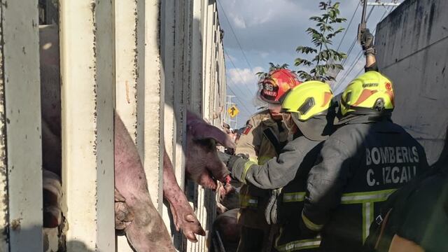 Tras la volcadura de un tráiler con cerditos, el Gobierno de Cuautitlán Izcalli atendió el accidente