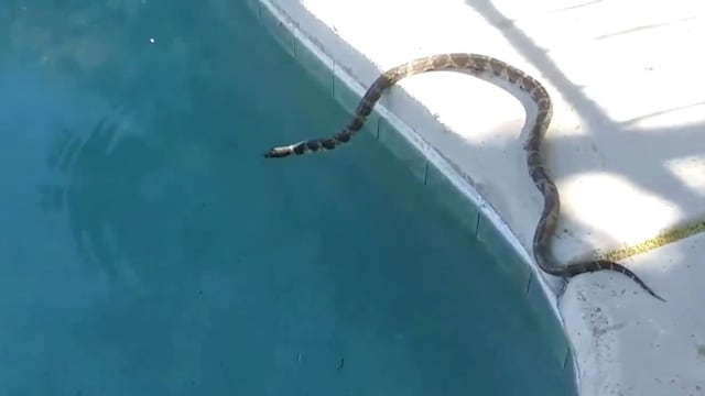 Serpiente en piscina