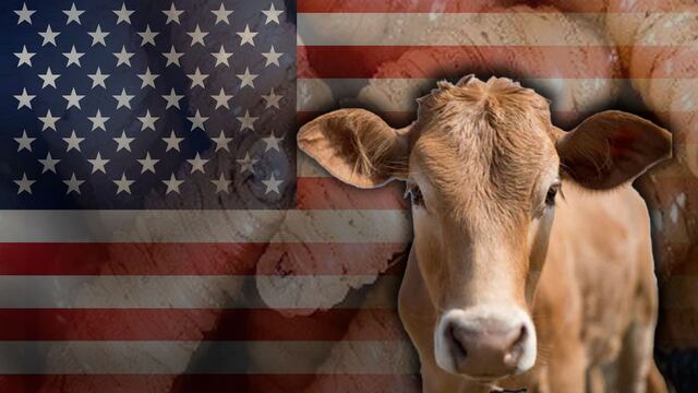 Estados Unidos vuelve a cerrar frontera para ganado mexicano; hay un nuevo caso de gusano barrenador en Veracruz