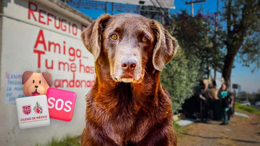 Gobierno de la CDMX ordena rescate de animales del Refugio Franciscano