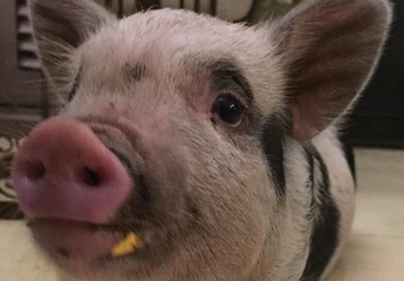 Roma, la cerdita adoptada