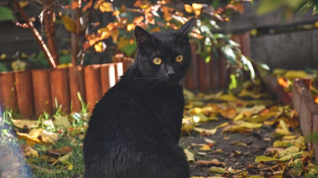 ¿Por qué no dar en adopción a gatos negros y blancos en Halloween?