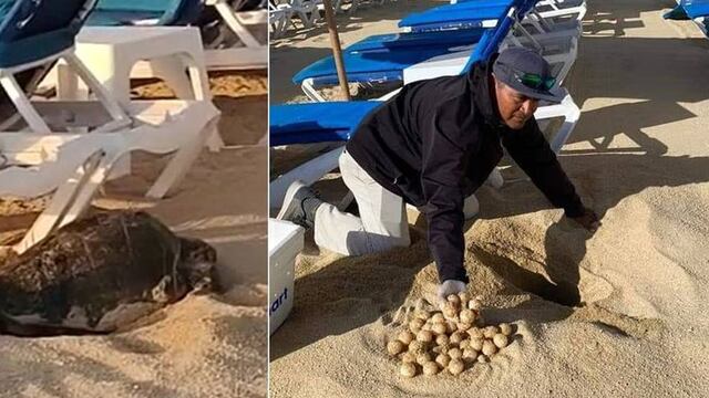 Tortuga desova en hotel de Los Cabos