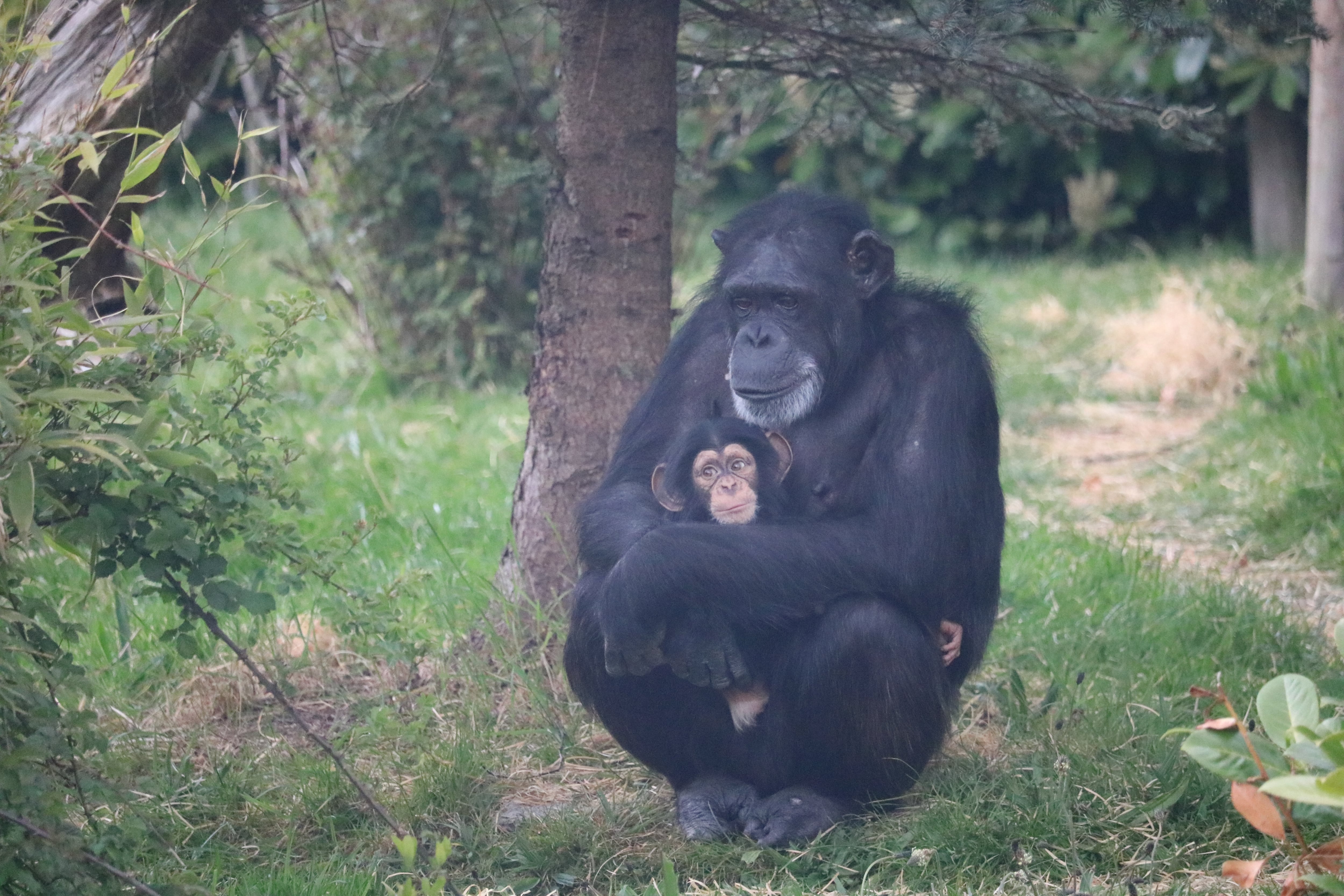 Chimpancés